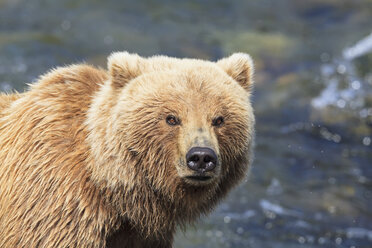USA, Alaska, Katmai National Park, Brown bear (Ursus arctos) at Brooks Falls, foraging - FOF005981
