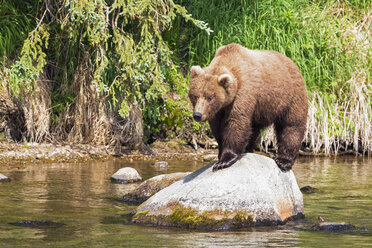 USA, Alaska, Katmai-Nationalpark, Braunbär (Ursus arctos) bei Brooks Falls, Futtersuche - FOF005982