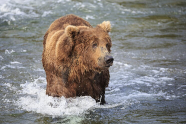 USA, Alaska, Katmai National Park, Brown bear (Ursus arctos) at Brooks Falls, foraging - FOF005983