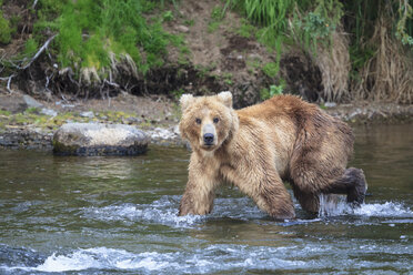 USA, Alaska, Katmai National Park, Brown bear (Ursus arctos) at Brooks Falls, foraging - FO005984