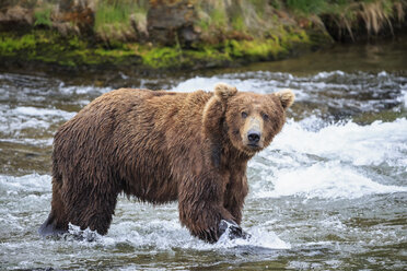 USA, Alaska, Katmai National Park, Brown bear (Ursus arctos) at Brooks Falls, foraging - FOF005985