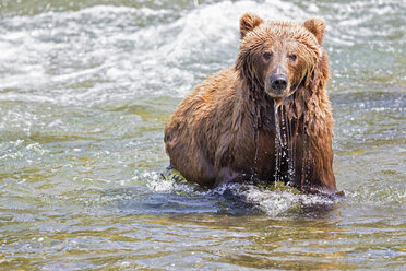 USA, Alaska, Katmai National Park, Brown bear (Ursus arctos) at Brooks Falls, foraging - FO005986