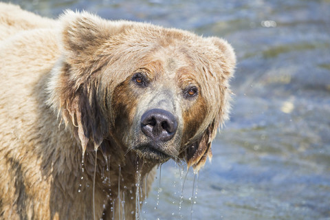 USA, Alaska, Katmai National Park, Brown bear (Ursus arctos) at Brooks Falls, foraging stock photo