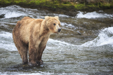 USA, Alaska, Katmai National Park, Brown bear (Ursus arctos) at Brooks Falls, foraging - FOF005989