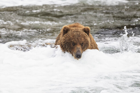 USA, Alaska, Katmai-Nationalpark, Braunbär (Ursus arctos) bei Brooks Falls, Futtersuche - FO005990