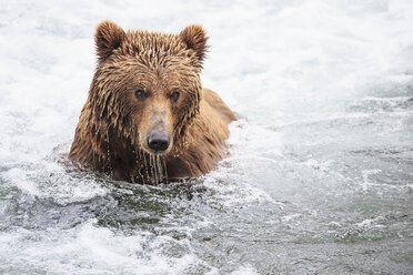 USA, Alaska, Katmai National Park, Brown bear (Ursus arctos) at Brooks Falls, foraging - FO005991