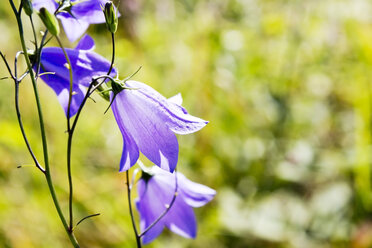 Glockenblume (Campanula) - CSF020876