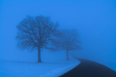 Deutschland, Landstraße und Silhouetten von zwei kahlen Bäumen in blauer Winterlandschaft - TCF003911