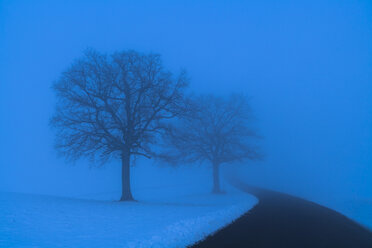 Germany, country road and silhouettes of two bare trees in blue winter landscape - TCF003911