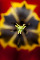 Stempel einer roten und gelben Tulpe (Tulipa), Nahaufnahme - TCF003909