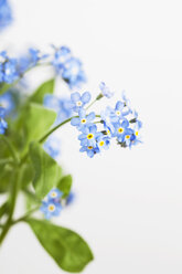 Vergissmeinnicht (Myosotis sylvatica) vor weißem Hintergrund - GWF002552