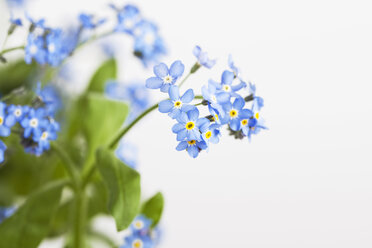 Vergissmeinnicht (Myosotis sylvatica) vor weißem Hintergrund - GWF002553