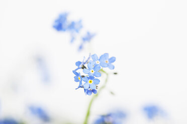 Forget-me-not (Myosotis sylvatica) in front of white background - GWF002554