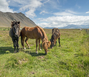 Iceland, Vestfiroir, Icelandic horses - HL000391