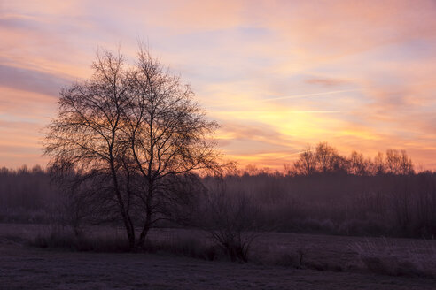 Deutschland, Niedersachsen, Sonnenaufgang, neblig - SJF000089