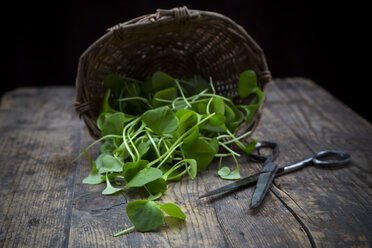 Korb mit Winterportulak (Claytonia perfoliata) und Schere auf Holztisch - LVF000659