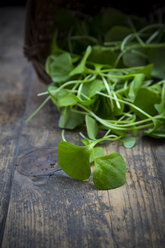 Winterportulak (Claytonia perfoliata) auf Holztisch - LVF000658