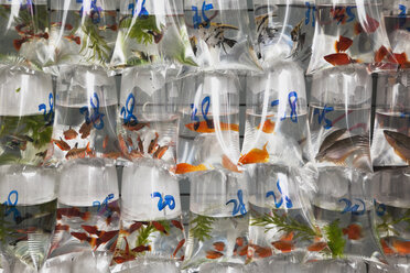 China, Hongkong, Zierfische in Plastikbeuteln zu verkaufen - GW002563