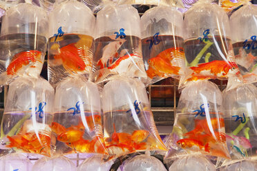 China, Hongkong, Goldfische in Plastikbeuteln zu verkaufen - GW002564