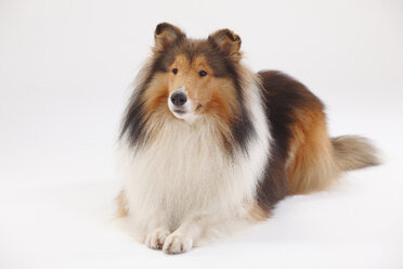 Rough Collie, männlich - HTF000391