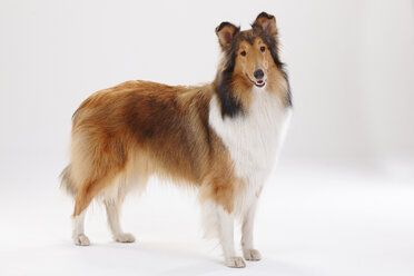 Rough Collie, Hündin - HTF000389