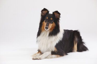 Rough Collie, Hündin, dreifarbig - HTF000388