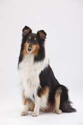 Rough Collie, Hündin, dreifarbig - HTF000386