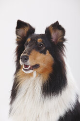 Rough Collie, Hündin, dreifarbig, Porträt - HTF000385