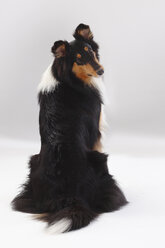 Rough Collie, Hündin, dreifarbig - HTF000384