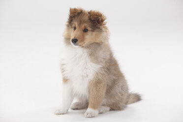 Sheltie, Welpe - HTF000378