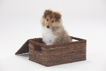 Sheltie, Welpe, im Körbchen - HTF000377