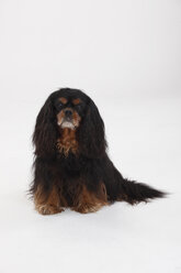 Cavalier King Charles Spaniel, männlich, schwarz-hellbraun - HTF000371