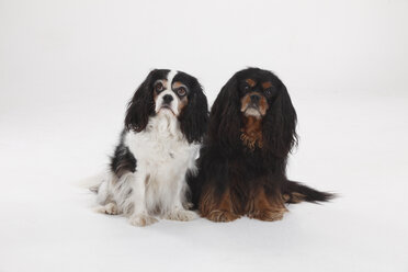 Cavalier King Charles Spaniel, pair, tricolour and black-and-tan - HTF000369