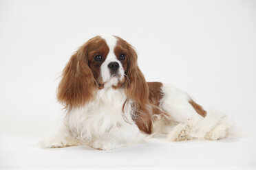 Cavalier King Charles Spaniel, blenheim, männlich - HTF000364