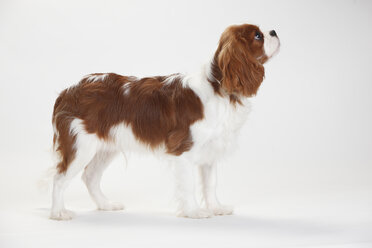 Cavalier King Charles Spaniel, blenheim, männlich - HTF000361