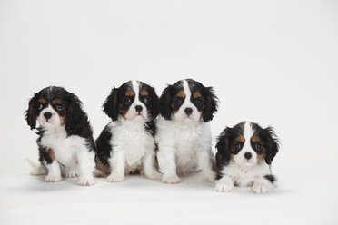 Cavalier King Charles Spaniel, puppies, tricolour - HTF000360