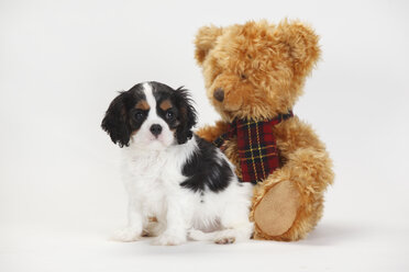 Cavalier King Charles Spaniel, Welpe, dreifarbig, mit Teddybär - HTF000359