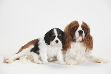 Cavalier King Charles Spaniel, Rüde und Welpe, blenheim und tricolour - HTF000357