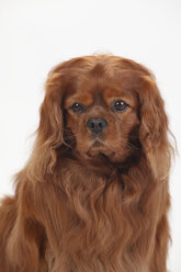 Cavalier King Charles Spaniel, männlich, rubinrot - HTF000353