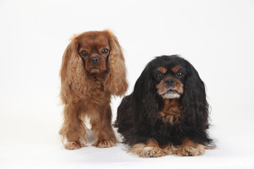 Cavalier King Charles Spaniel, Rüden, rubinrot und schwarz-hellbraun - HTF000352