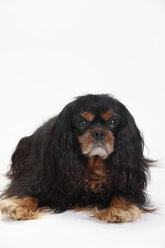 Cavalier King Charles Spaniel, männlich, schwarz-hellbraun - HTF000350