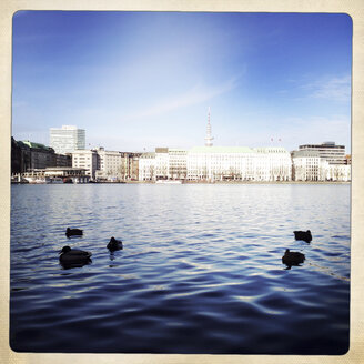 Inner Alster Lake with ducks, TV tower in the background. Hamburg, Germany - ZMF000235