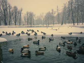 Winter, Sachsen, Deutschland, Ententeich, Enten, Tiere, Vögel, Stockenten - MJF000878