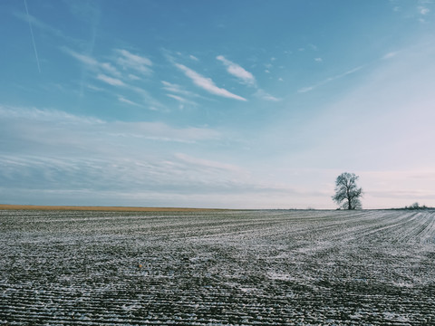 Sachsen, Deutschland, Smartphone, Winter, Schnee, einzelner Baum, lizenzfreies Stockfoto