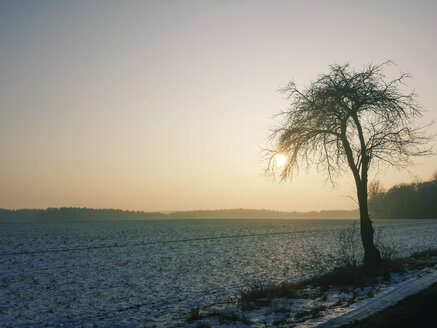 Winter, Sachsen, Deutschland, Landschaft, Baum, Wintersonne - MJF000875