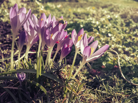 Krokusse, Frühlingsblumen, Frühling, Blumen, Sachsen, Deutschland, lizenzfreies Stockfoto