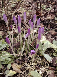 Deutschland, Euskirchen, Krokusse im Garten - MYF000168