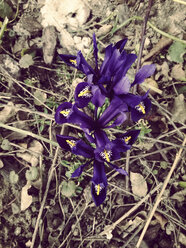 Germany, Euskirchen, Iris reticula - MYF000170