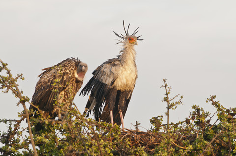 Afrika, Kenia, Maasai Mara National Reserve, Sekretärvogel (Sagittarius serpentarius) und Rueppellgeier (Gyps rueppellii), lizenzfreies Stockfoto