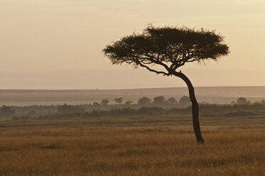Africa, Kenya, Maasai Mara National Reserve, Umbrella Thorn Acacia (Acacia tortilis), early morning - CB000311